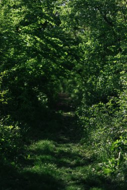 Yaz mevsiminde ormanda yol