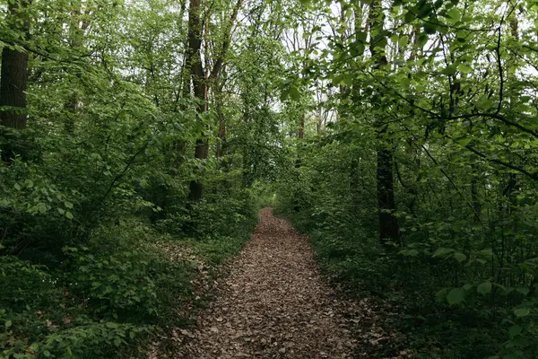 Gün batımında köyde yaz yolu