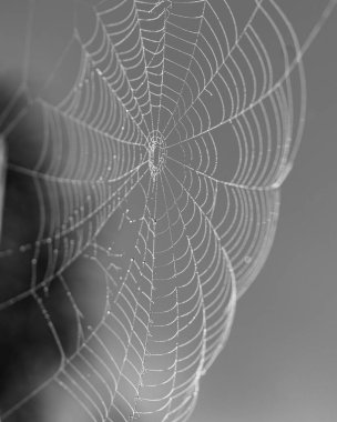Çiy damlalı örümcek ağı