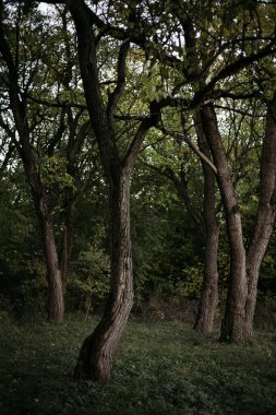 Ormandaki ağaçlar