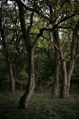 Ormandaki ağaçlar