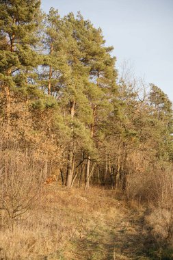 Manzaralı sonbahar ormanı yolu canlı sonbahar yapraklarıyla çevrili. Sakin ve atmosferik, doğa ve seyahat temaları için mükemmel.