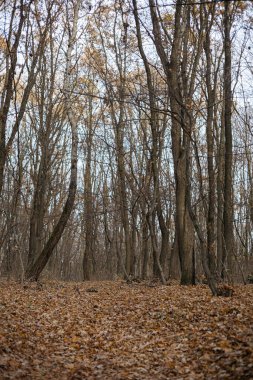 Manzaralı sonbahar ormanı yolu canlı sonbahar yapraklarıyla çevrili. Sakin ve atmosferik, doğa ve seyahat temaları için mükemmel.