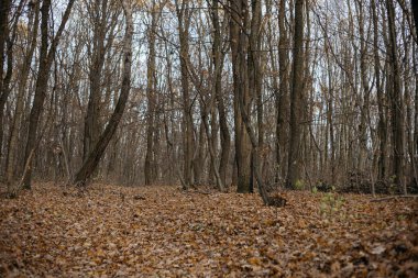 Manzaralı sonbahar ormanı yolu canlı sonbahar yapraklarıyla çevrili. Sakin ve atmosferik, doğa ve seyahat temaları için mükemmel.