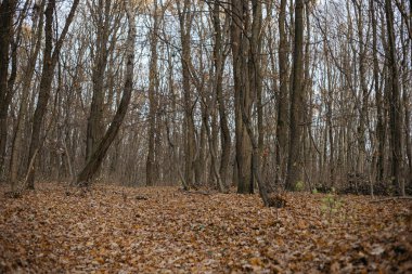 Manzaralı sonbahar ormanı yolu canlı sonbahar yapraklarıyla çevrili. Sakin ve atmosferik, doğa ve seyahat temaları için mükemmel.