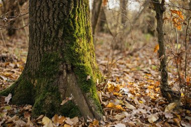 Manzaralı sonbahar ormanı yolu canlı sonbahar yapraklarıyla çevrili. Sakin ve atmosferik, doğa ve seyahat temaları için mükemmel.