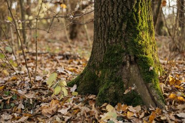 Manzaralı sonbahar ormanı yolu canlı sonbahar yapraklarıyla çevrili. Sakin ve atmosferik, doğa ve seyahat temaları için mükemmel.