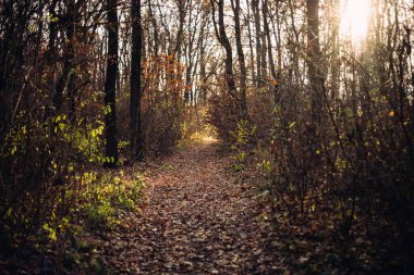 Manzaralı sonbahar ormanı yolu canlı sonbahar yapraklarıyla çevrili. Sakin ve atmosferik, doğa ve seyahat temaları için mükemmel.