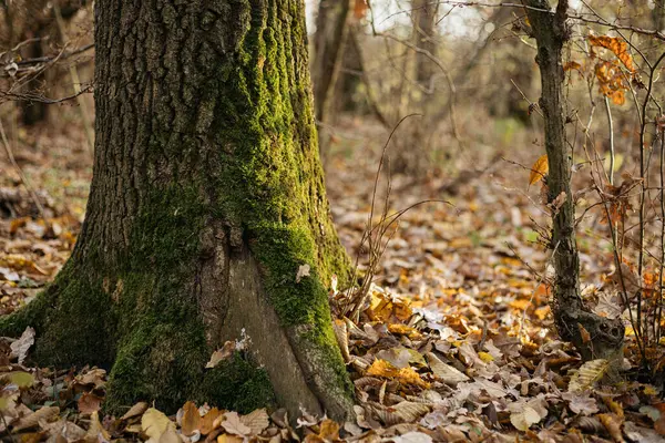 Manzaralı sonbahar ormanı yolu canlı sonbahar yapraklarıyla çevrili. Sakin ve atmosferik, doğa ve seyahat temaları için mükemmel.