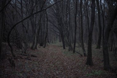 Sessizliğin söylenmemiş sırları fısıldadığı karanlık, perili bir ormanın gölgesinde kayboldum..