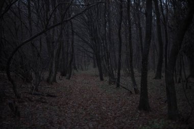 Sessizliğin söylenmemiş sırları fısıldadığı karanlık, perili bir ormanın gölgesinde kayboldum..
