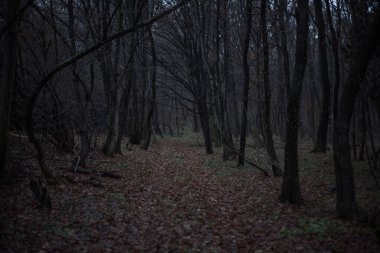 Sessizliğin söylenmemiş sırları fısıldadığı karanlık, perili bir ormanın gölgesinde kayboldum..