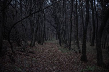 Sessizliğin söylenmemiş sırları fısıldadığı karanlık, perili bir ormanın gölgesinde kayboldum..