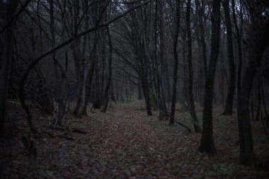 Sessizliğin söylenmemiş sırları fısıldadığı karanlık, perili bir ormanın gölgesinde kayboldum..