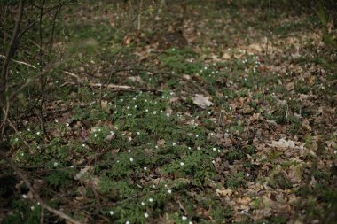 Ormandaki bir ağacın dalları