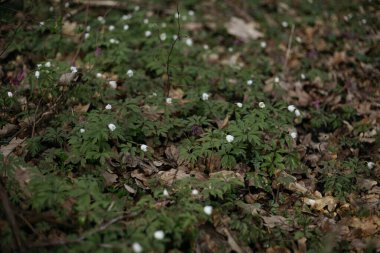 Ormandaki bir ağacın dalları