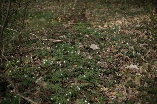 Ormandaki bir ağacın dalları