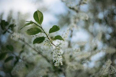 Rüzgardaki çimenler