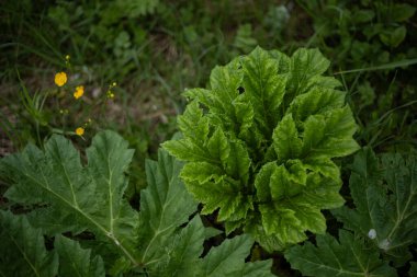 Rüzgardaki çimenler