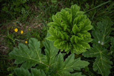 Rüzgardaki çimenler