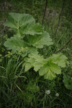 Rüzgardaki çimenler