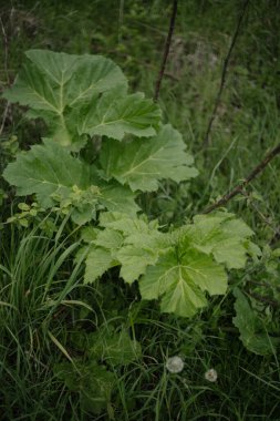 Rüzgardaki çimenler