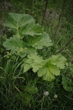 Rüzgardaki çimenler