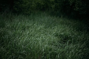 Rüzgardaki çimenler