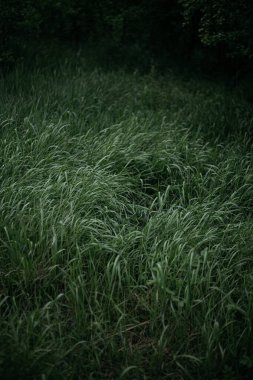 Rüzgardaki çimenler