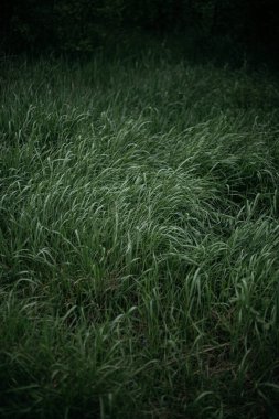 Rüzgardaki çimenler