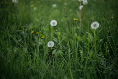 Rüzgardaki çimenler