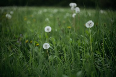 Rüzgardaki çimenler