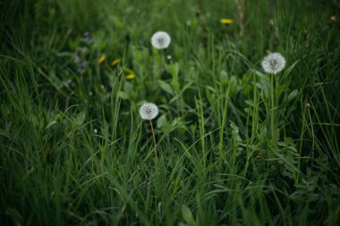 Rüzgardaki çimenler