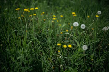 Rüzgardaki çimenler