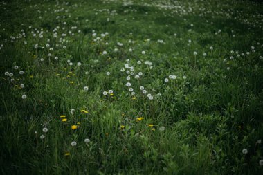 Rüzgardaki çimenler