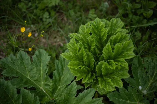Rüzgardaki çimenler