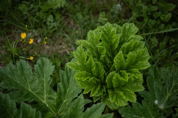 Rüzgardaki çimenler