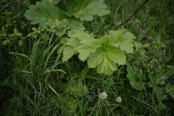 Rüzgardaki çimenler