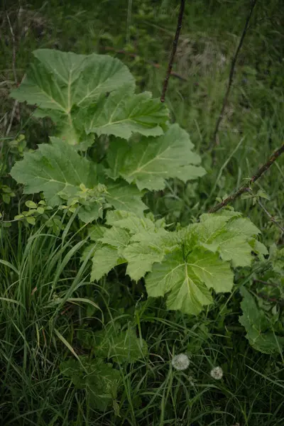Rüzgardaki çimenler