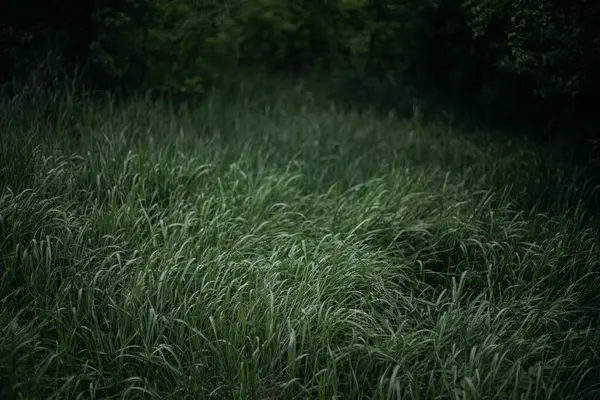 Rüzgardaki çimenler