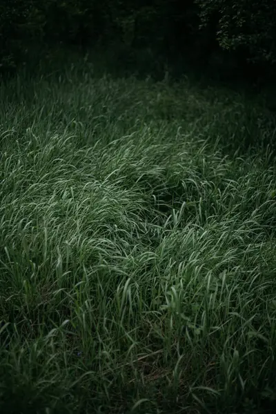 Rüzgardaki çimenler