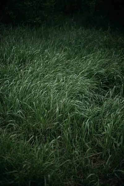 Rüzgardaki çimenler