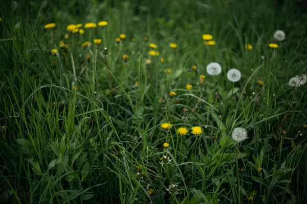 Rüzgardaki çimenler