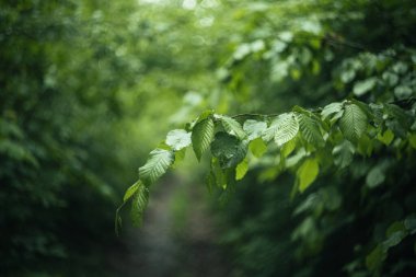 Ormandaki bir ağacın dalları