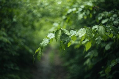 Ormandaki bir ağacın dalları