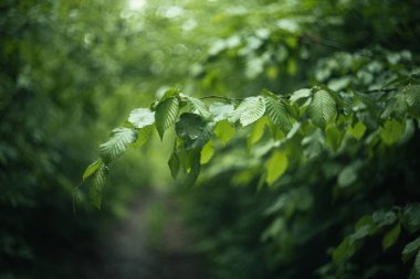 Ormandaki bir ağacın dalları