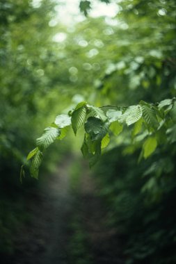 Ormandaki bir ağacın dalları