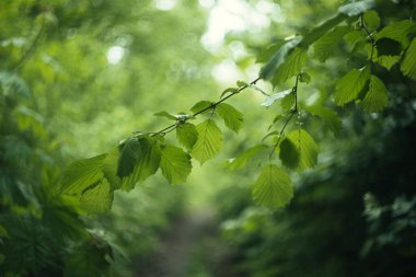 Ormandaki bir ağacın dalları