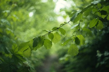 Ormandaki bir ağacın dalları