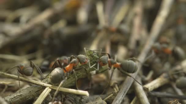 Μυρμήγκια Που Εργάζονται Μυρμήγκια Στο Δάσος — Αρχείο Βίντεο